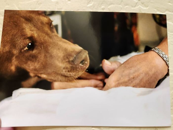 An elderly woman smiling next to a chocolate lab therapy dog