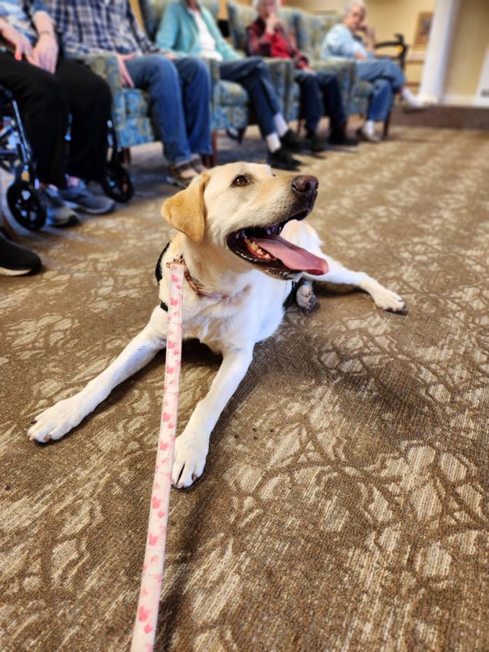 Sadie or Maddie the therapy dog visiting a senior care facility