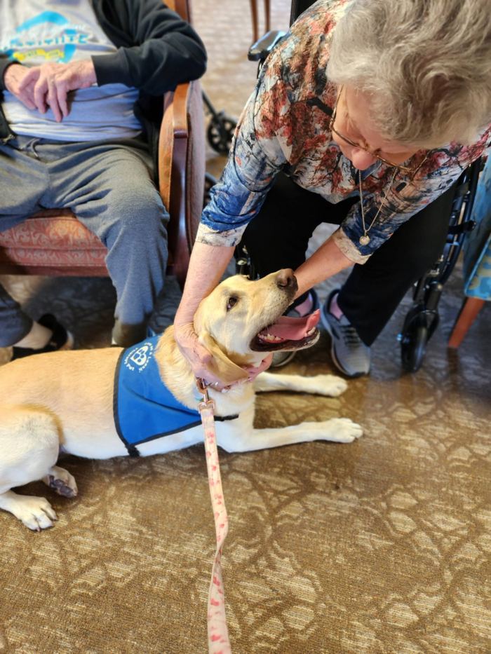 Sadie or Maddie the therapy dog visiting a senior care facility