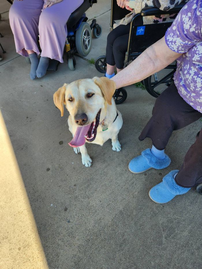 Sadie or Maddie the therapy dog visiting a senior care facility