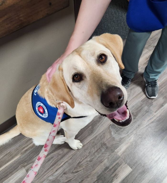 Sadie or Maddie the therapy dog visiting a senior care facility