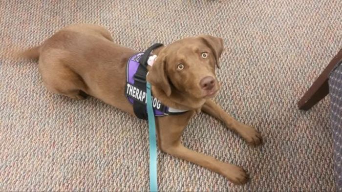 Sadie or Maddie the therapy dog visiting a senior care facility
