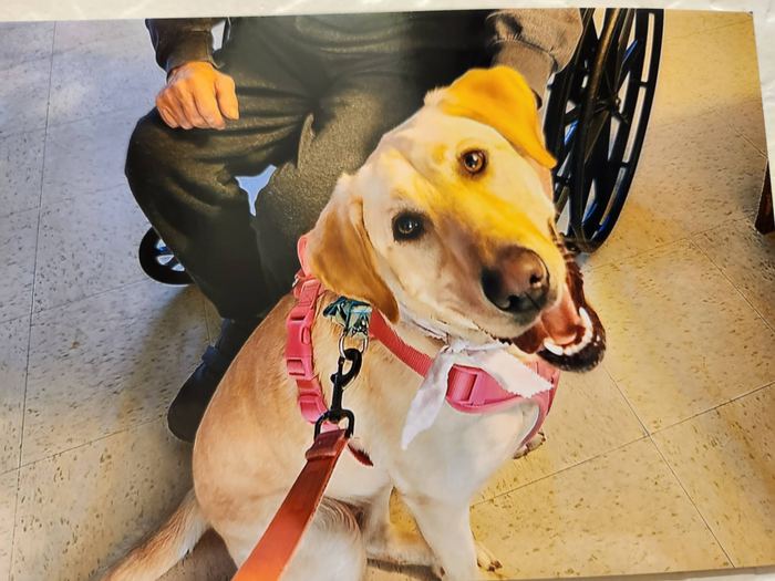 Sadie or Maddie the therapy dog visiting a senior care facility