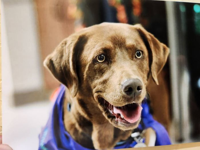 Sadie or Maddie the therapy dog visiting a senior care facility